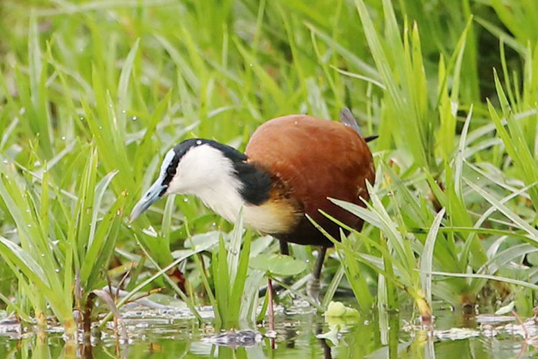 birds-east-africa-uganda