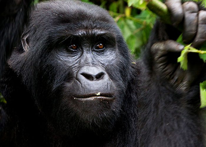 Bwindi Gorilla Chimpanzee Safari