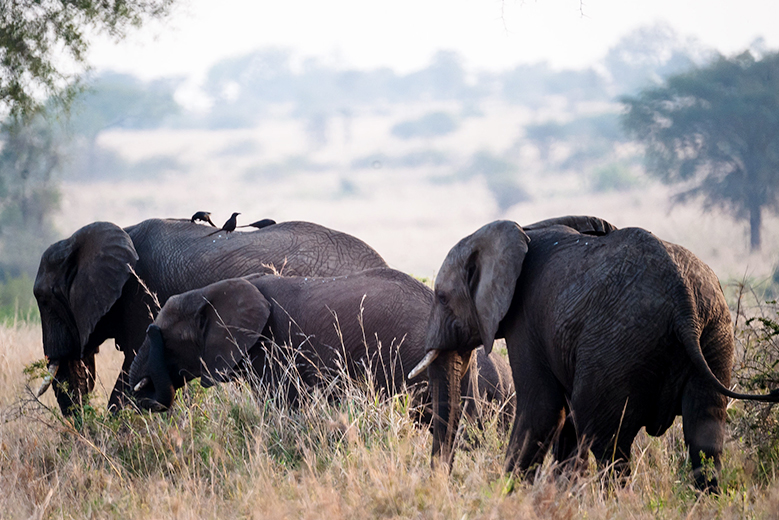 Wildlife in Uganda