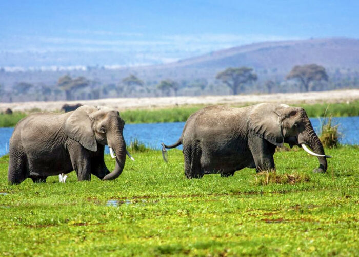 3-day-safari-to-amboseli-park