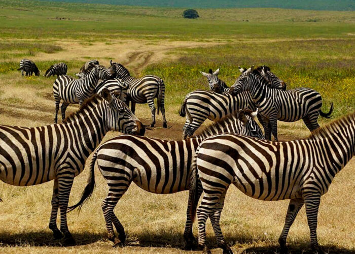 3-day-safari-to-ngorongoro-crater