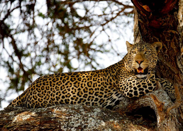 4-day-lake-manyara-ngoro-ngoro-tarangire