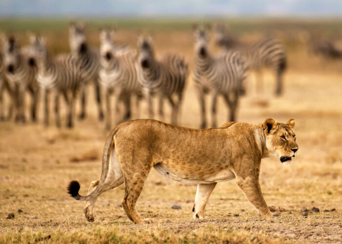 5-day-amboseli-masai-mara-safari