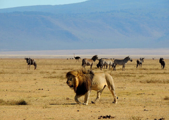 lions at kilimanjaro Kilimanjaro National Park