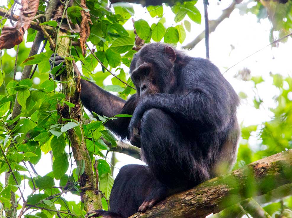 12-days-explore-rwanda-safari 12-days-explore-rwanda-safari