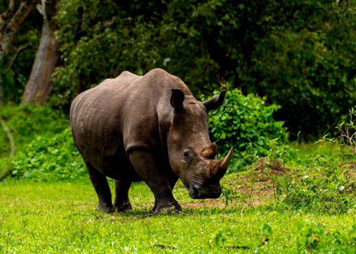 14-days-best-of-uganda-wildlife-safari-and-adventure
