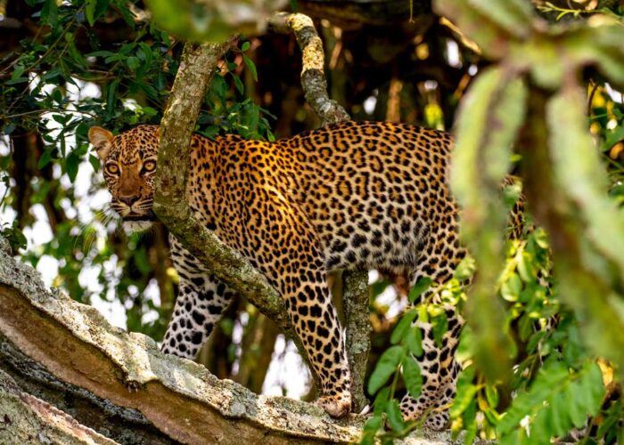 20-days-uganda-gorilla-and-wildlife-safari