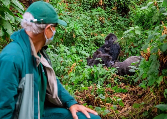 3 Day Bwindi Gorilla Trekking Safari - Magic African Safaris