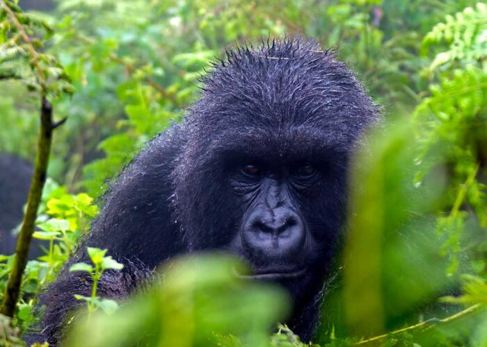 3-day-volcanoes-gorilla-tour
