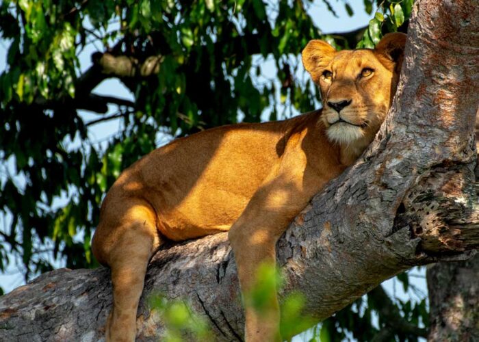 3-days-queen-elizabeth-wildlife-safari
