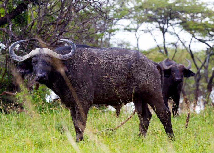 6-days-rwanda-wildlife-and-gorilla-safari