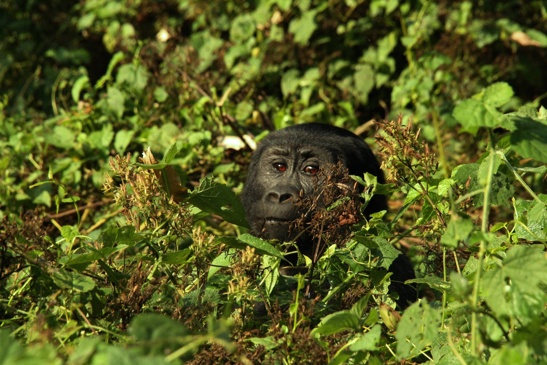 7 Days Uganda Safari Holiday