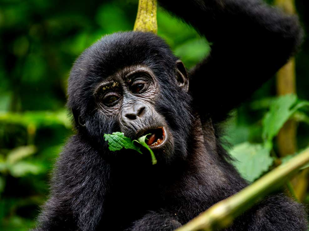 8-days-uganda-safari-gorillas-chimpanzee-and-wildlife