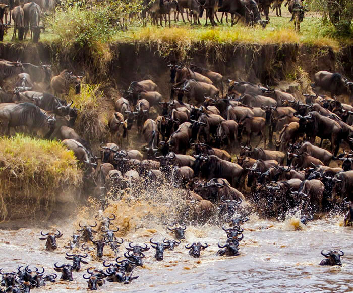 wildebeest-migration-safaris