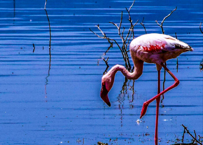 4-day-kenya-luxury-safari