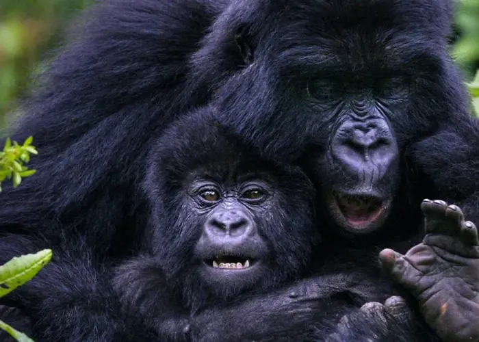 Mother gorilla caring for her baby gorilla in Bwindi Impenetrable Forest National Park|Exploring the Sectors of Bwindi