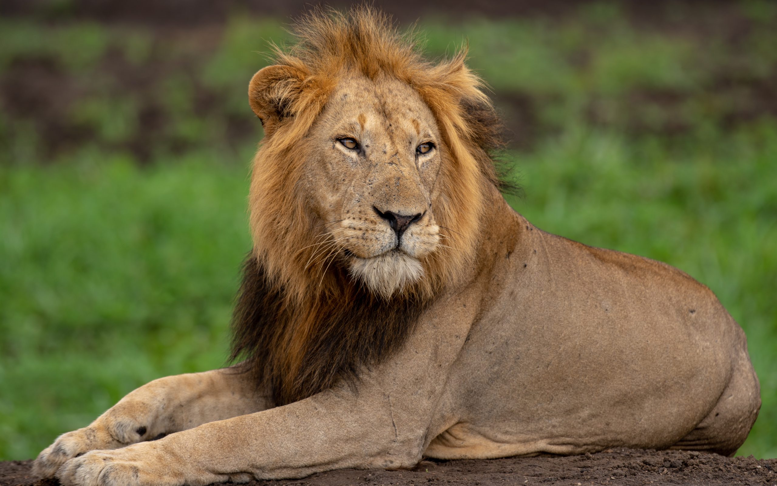 A lion resting in Queen Elizabeth National Park