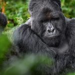 Best Time to Visit Uganda for Gorilla Trekking (2026, 2027 & 2028) – Ultimate Expert Guide