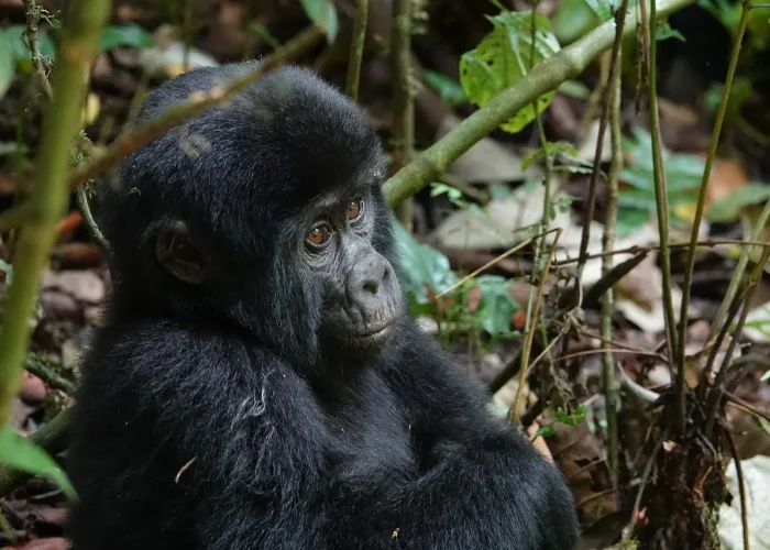 2 Day Uganda Gorilla Trekking Safari from Kigali Rwanda - Magic African Safaris